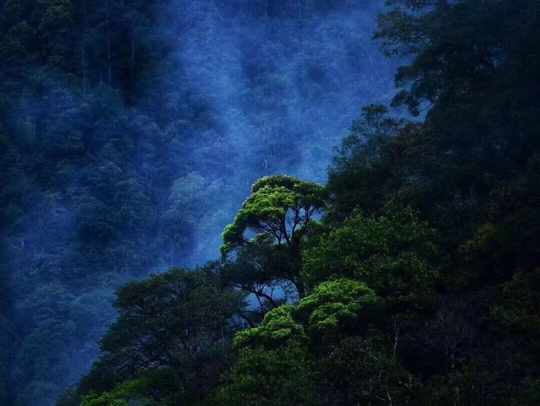 愤怒的小鸟